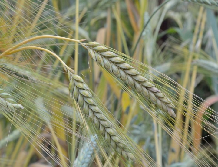 Organic Emmer wheat